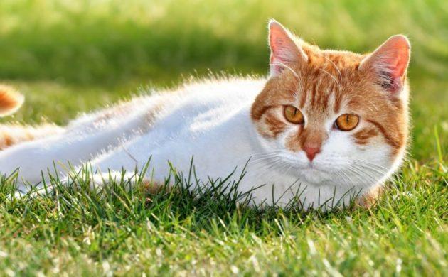 éloigner les chats