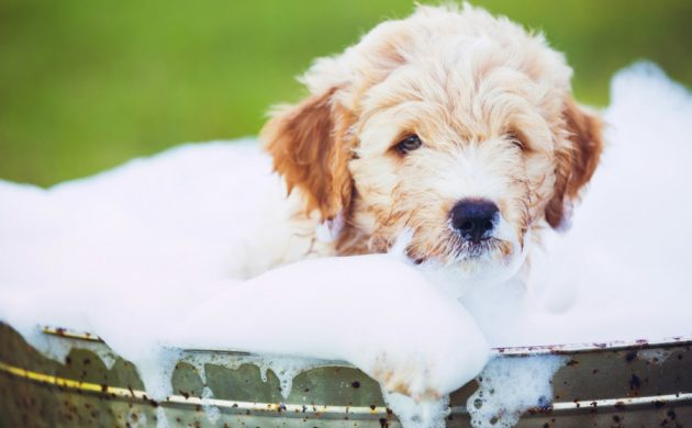 shampoing chien fait maison