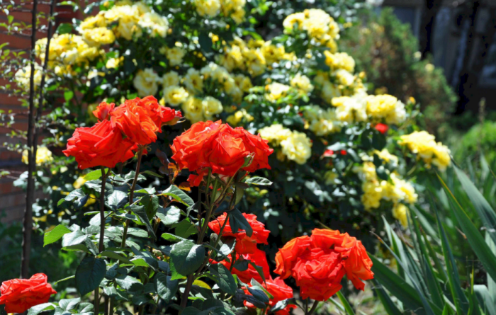 le langage des fleurs la reine des fleurs 