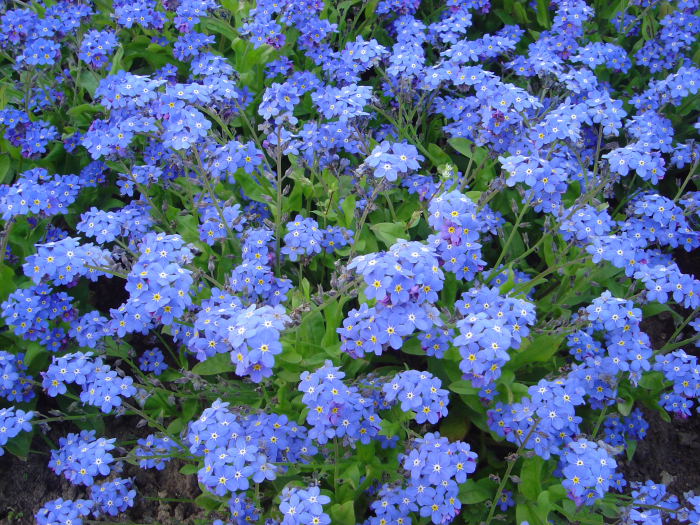 le langage des fleurs myosotis victoria 