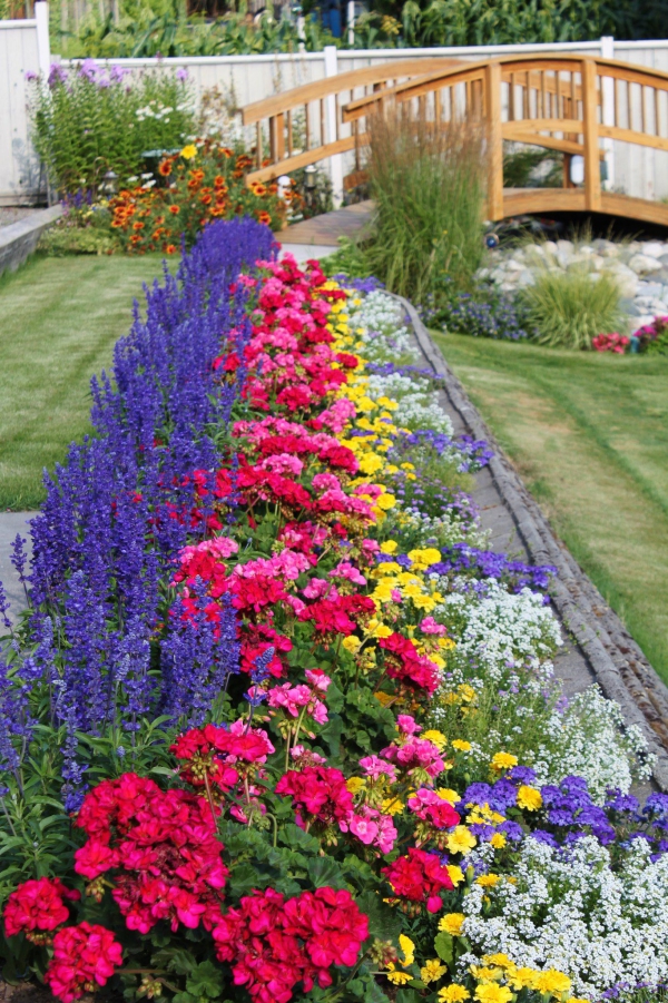 fleurs et plantes un parterre de fleurs magnifique 