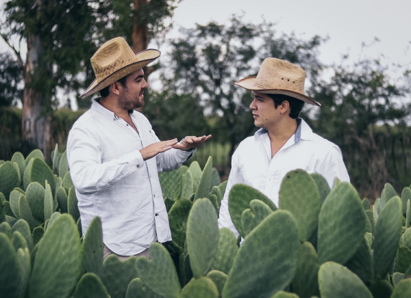 cuir artificiel de cactus dans la plantation 
