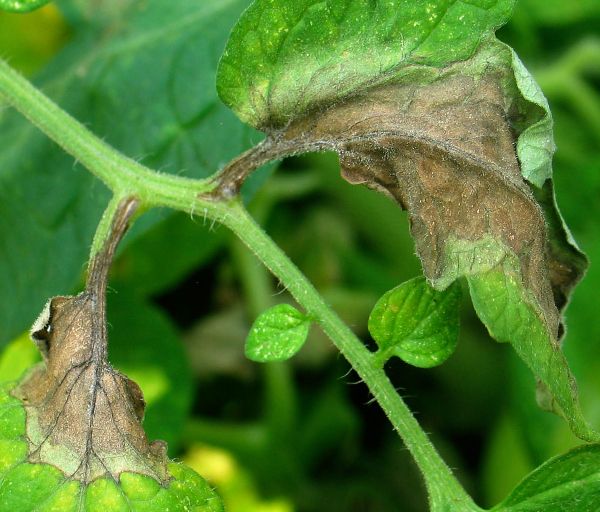 dégâts sur les tomates par mildiou
