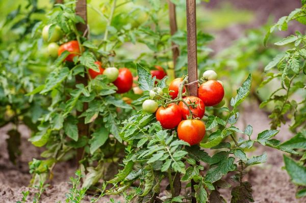 espaces entre les plantes au jardin pour éviter le mildiou