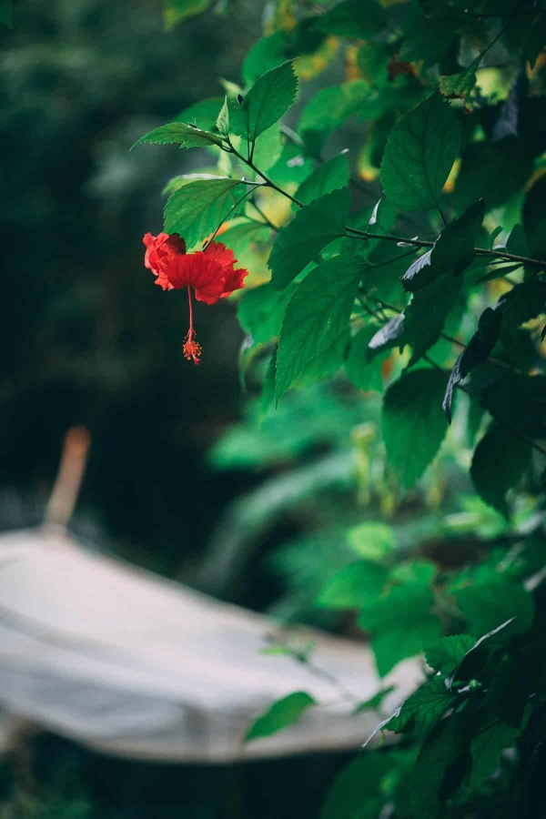 jus de bissap plante d'hibiscus