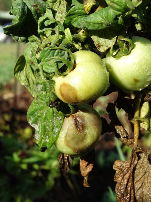 mildiou maladie sur les tomates