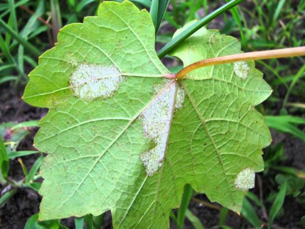 mildiou poudreux sur une feuille de vigne