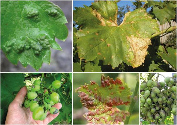 mildiou sur les plantes