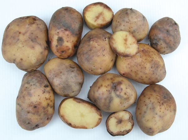 mildiou sur les pommes de terre