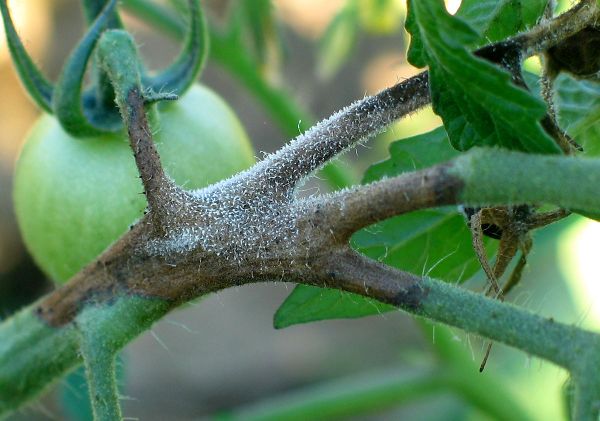mildiou sur tige de tomate