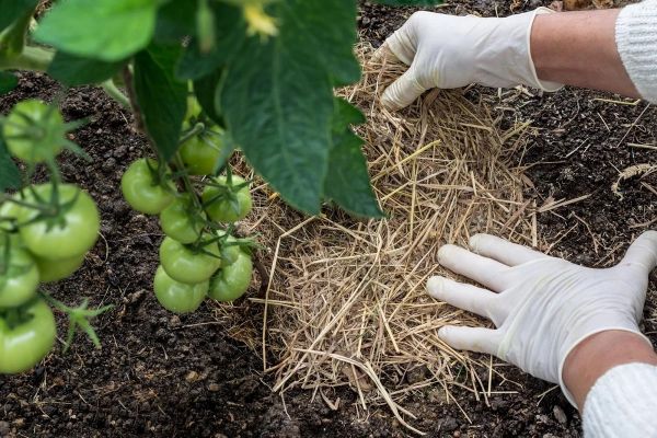 paillage tomates contre le mildiou