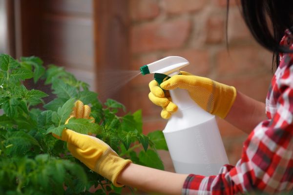 pulveriser les tomates contre le mildiou