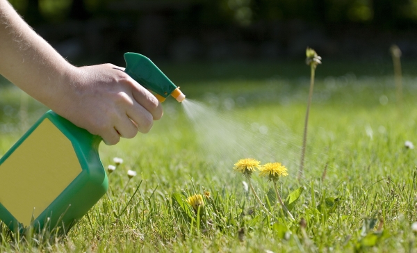 supprimer les mauvaises herbes en utilisant du coca-cola se débarrasser des mauvaises herbes en utilisant du coca-cola