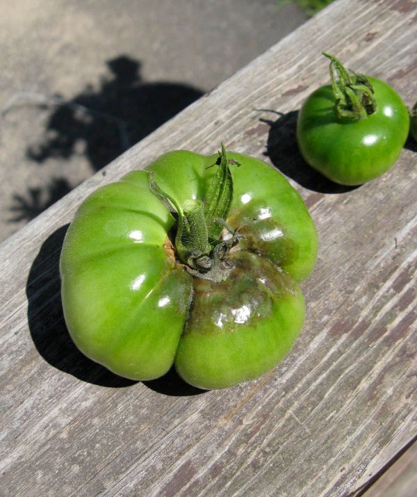 tomates attaquées par mildiou