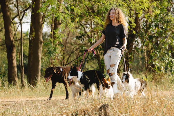 commencer-un-autre-job-à-part-pour-faire-des-économies-pour-acheter-une-maison promener des chiens ou trouver un autre job pour faire des économies