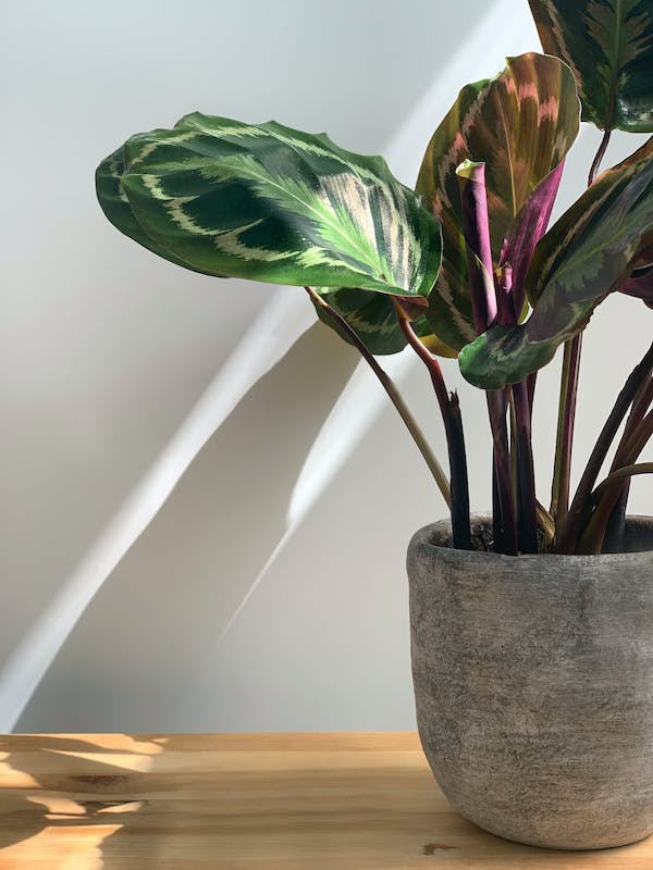 calatheau-plante-intérieur-ombre-pour-pièce-sombre calathea plante à feuillage colorée, idée de plante ombre originale