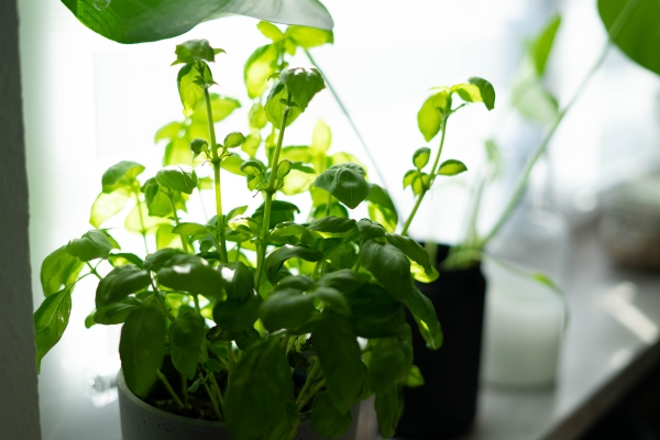 conseils potager à l'intérieur avec un appareil connecté