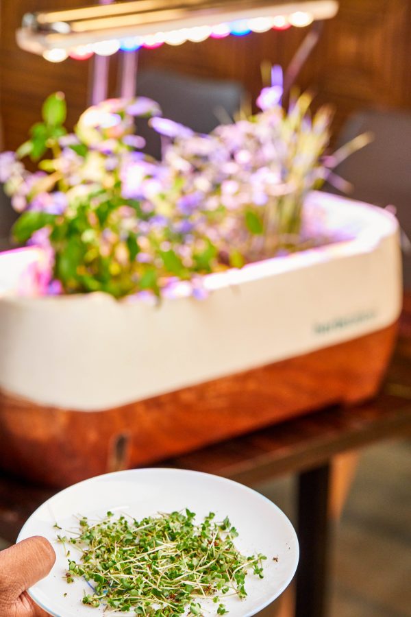comment cultiver des plantes à l'interieur avec un potager connecte