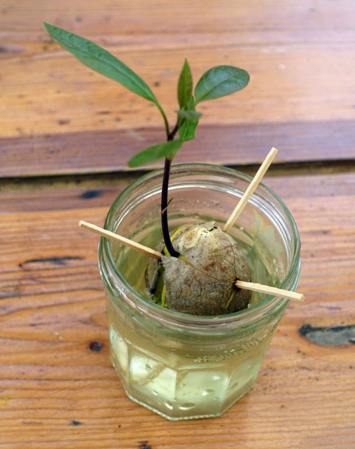 Planter Un Noyau D Avocat Germ faire pousser un noyau d avocat dans un verre de glace Planter Un Noyau D Avocat Germ faire pousser un noyau d avocat dans un verre de glace