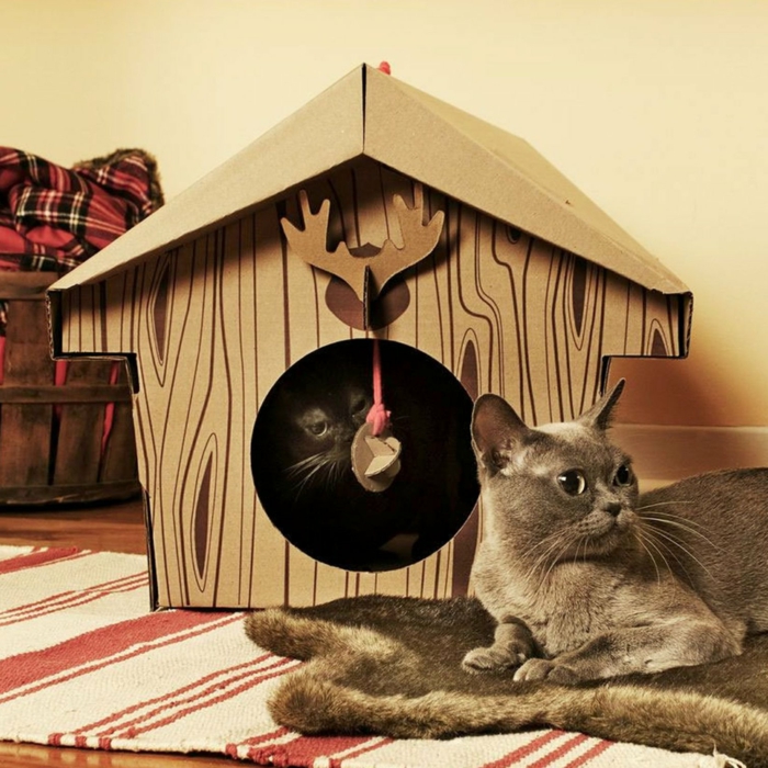 deux chats et une cabane en carton