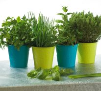 Herbes aromatiques- comment planter à la maison (2)