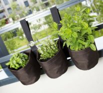 Herbes aromatiques- comment planter à la maison (4)