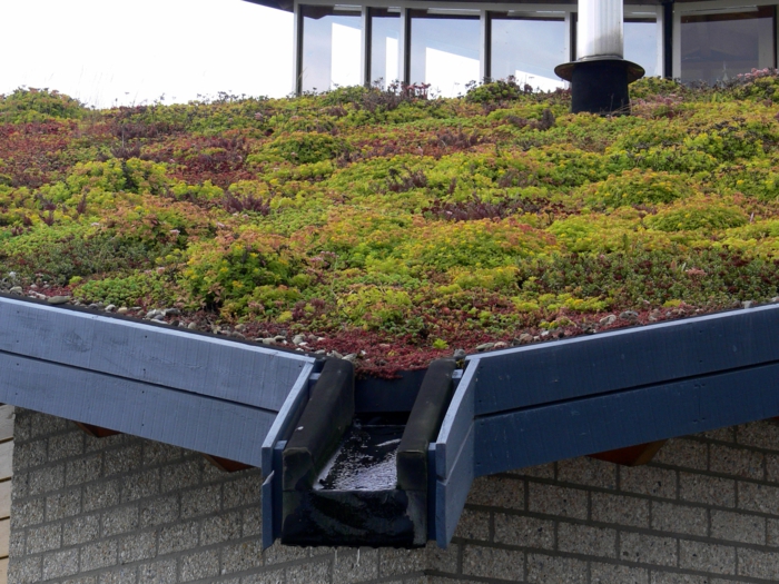 drainage d'un toit vert