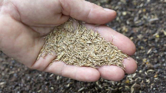 comment semer du gazon avec des grains 