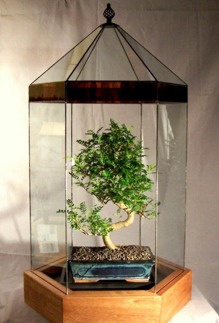 terrarium avec bonsai