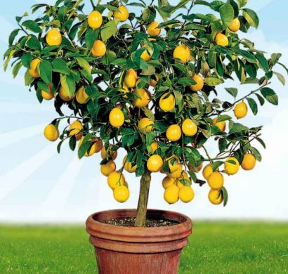 comment planter un citronnier 4 saisons en pot
