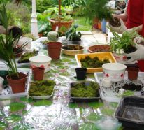 Kokedama suspendu ou comment cultiver des plantes autrement (2)