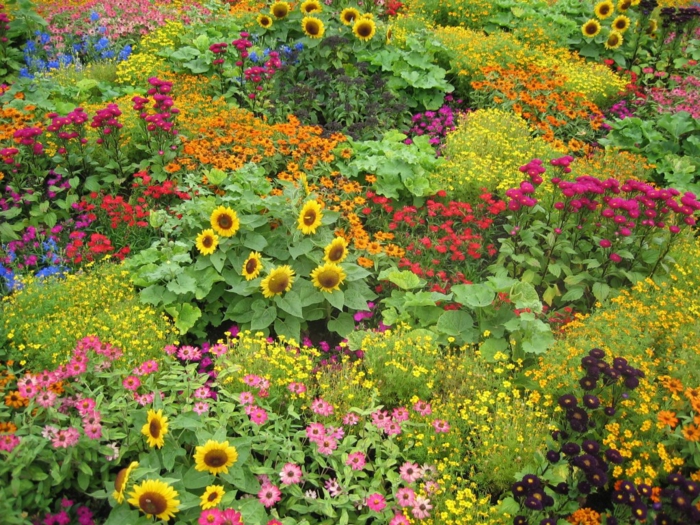 fleurs typiques pour les jardins à l'anglaise