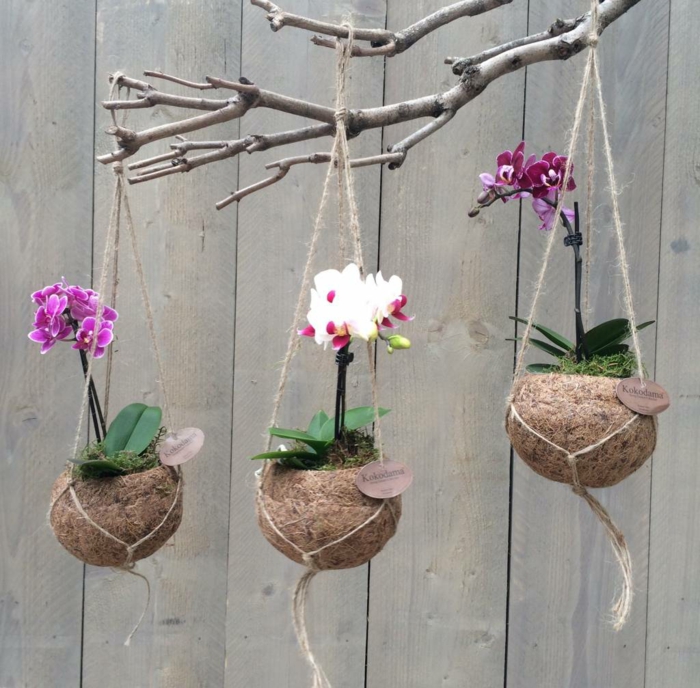 kokedama orchidées