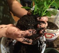 Kokedama suspendu ou comment cultiver des plantes autrement (4)