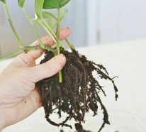 Kokedama suspendu ou comment cultiver des plantes autrement (3)