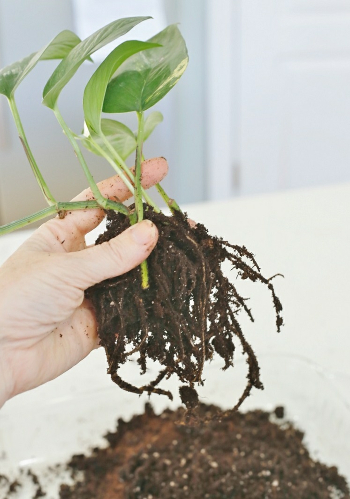 nettoyage des racines d'une plante