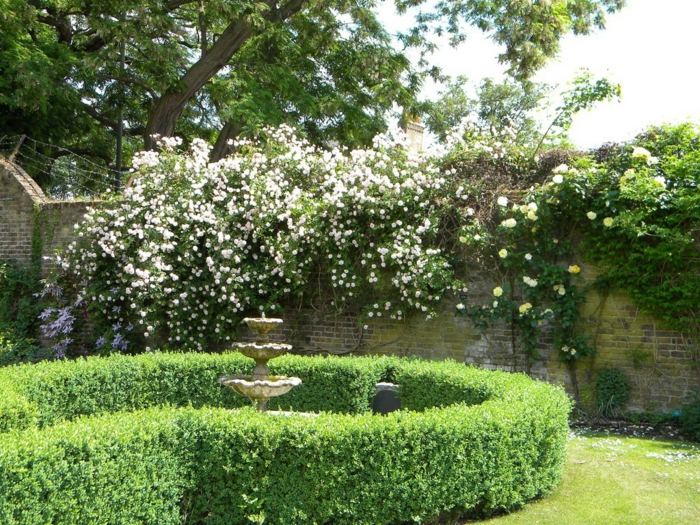 rosiers grimpants dans un jardin à l'anglaise
