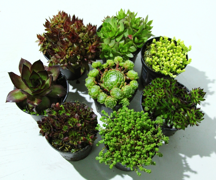 plantes succulentes