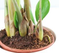 Zamioculcas – la seule plante que vous ne tuerez pas (4)