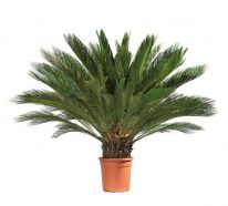 Comment réussir votre palmier d’intérieur pour profiter de son exotisme (1)
