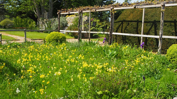 jardin médiéval herbes aromatiques