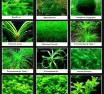 La plante aquatique : décoration intérieur et extérieur (2)