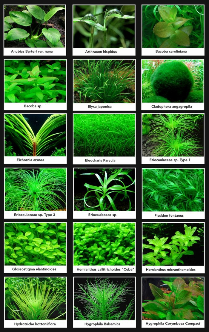 liste plante aquatique pour choisir