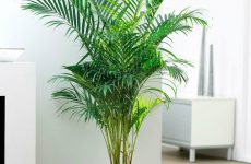 palmier d'intérieur aréca