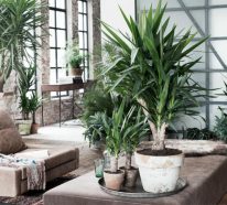 Comment réussir votre palmier d’intérieur pour profiter de son exotisme (3)