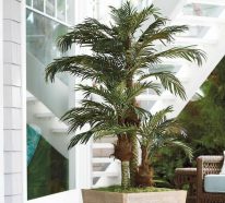 Comment réussir votre palmier d’intérieur pour profiter de son exotisme (2)