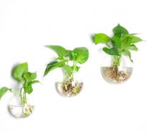 La plante aquatique : décoration intérieur et extérieur (1)