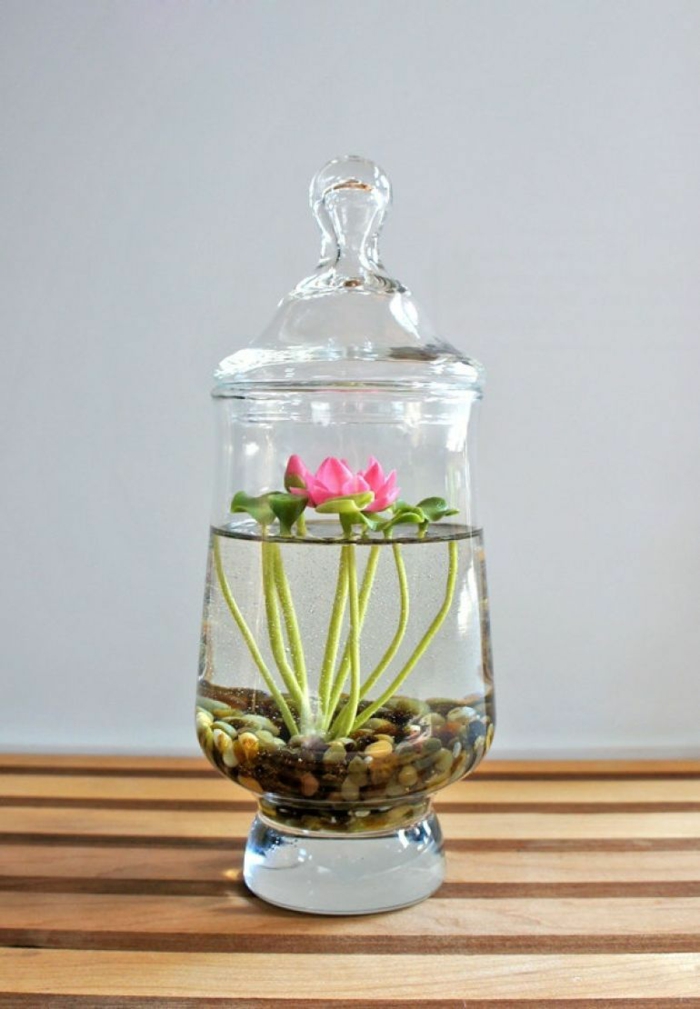 terrarium avec eau plante aquatique