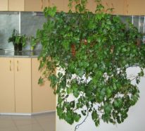 Plante d’intérieur super déco et facile d’entretien : la vigne d’appartement (4)