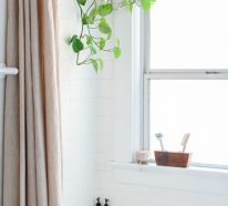 Plante d’intérieur super déco et facile d’entretien : la vigne d’appartement (3)
